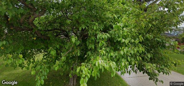 11 Coleridge Park Drive（加拿大曼尼托巴省溫尼伯市）房屋照片